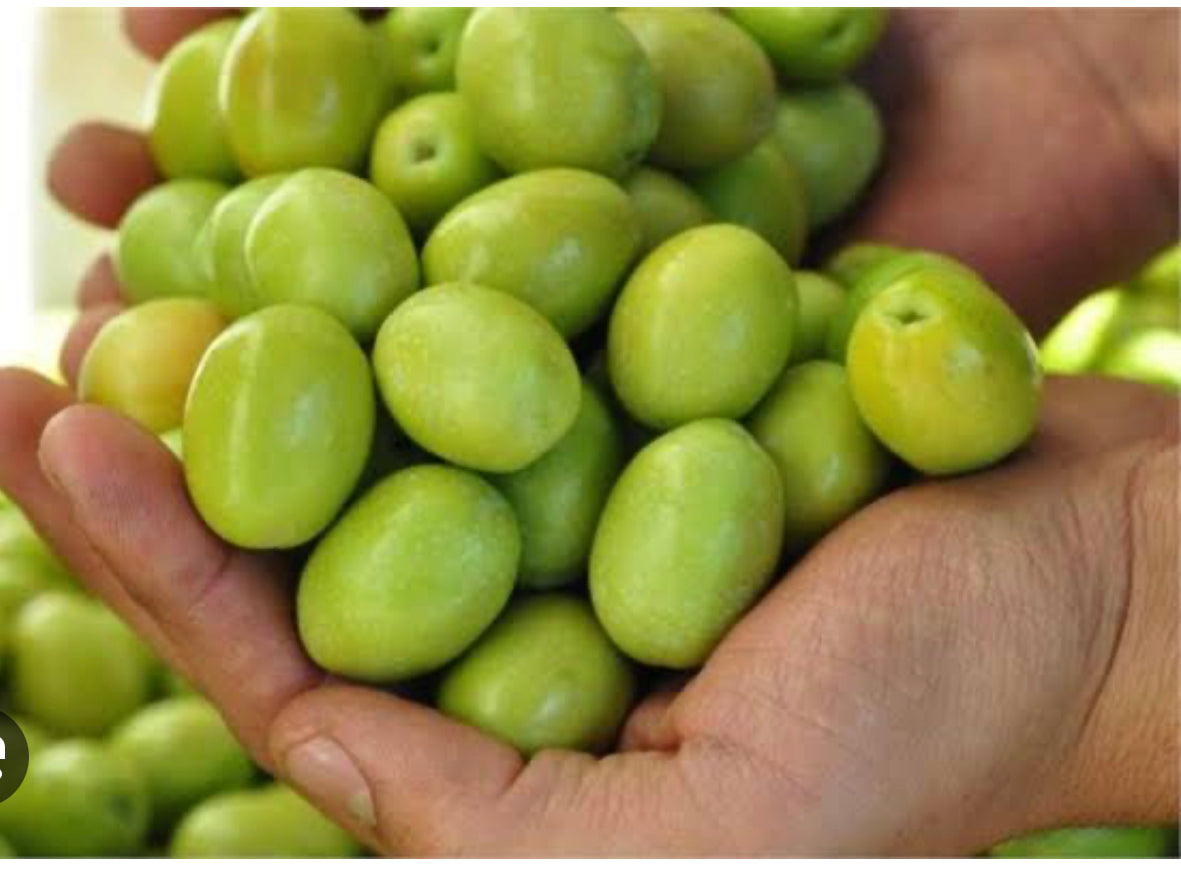Akhisar Green Olive XL